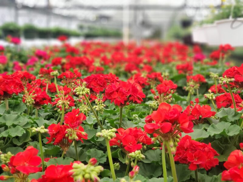 Station Road Farm Market & Garden Center West Chester Ohio