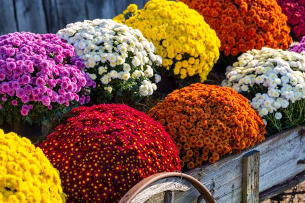 Garden Center 1 mum sale